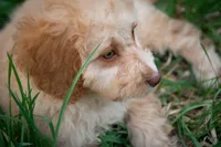 ✨ Luna ✨, a female Miniature Bernedoodle and Miniature Aussiedoodle for sale in Lansing, MI – Photo 2 of 9
