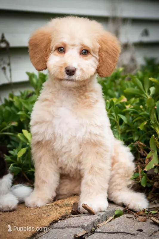 🌟 Luna 🌟 – Miniature Bernedoodle, Miniature Aussiedoodle puppy for sale in Lansing, MI