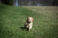 ✨ Luna ✨, a female Miniature Bernedoodle and Miniature Aussiedoodle for sale in Lansing, MI – Photo 8 of 9