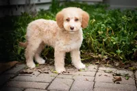 🧡 Luna 🧡, a female Miniature Bernedoodle and Miniature Aussiedoodle for sale in Lansing, MI – 6 of 9