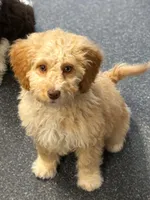 🧡 Luna 🧡, a female Miniature Bernedoodle and Miniature Aussiedoodle for sale in Lansing, MI – 2 of 9