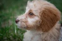 ✨ Luna ✨, a female Miniature Bernedoodle and Miniature Aussiedoodle for sale in Lansing, MI – Photo 5 of 9