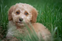 ✨ Luna ✨, a female Miniature Bernedoodle and Miniature Aussiedoodle for sale in Lansing, MI – Photo 4 of 9