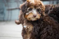 🍫 Kit 🍫, a female Aussiedoodle and Miniature Aussiedoodle for sale in Lansing, MI – 4 of 6
