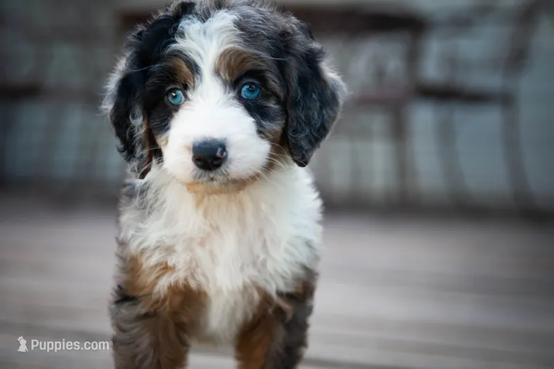 🌿 Artemis  🌿 – Aussiedoodle, Bernedoodle puppy for sale in Lansing, MI