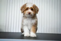🍫 Twix 🍫, a male Aussiedoodle and Miniature Aussiedoodle for sale in Lansing, MI – 3 of 6