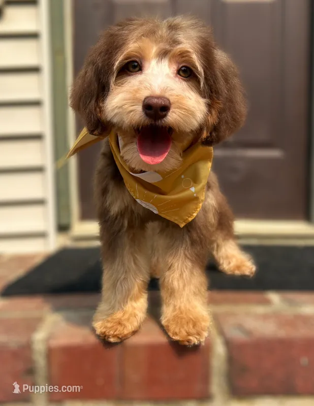 ❤️ Kit ❤️ – Miniature Bernedoodle, Miniature Aussiedoodle puppy for sale in Lansing, MI
