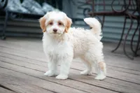 🍫 Heath 🍫, a male Aussiedoodle and Miniature Aussiedoodle for sale in Lansing, MI – 3 of 5