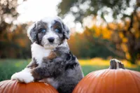 🍂🎃 Trick 🎃🍂, a male Aussiedoodle and Bernedoodle for sale in Lansing, MI – Photo 2 of 4