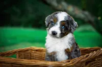 🍂🎃 Trick 🎃🍂, a male Aussiedoodle and Bernedoodle for sale in Lansing, MI – Photo 4 of 4