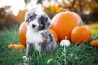 🍂🎃 Trick 🎃🍂, a male Aussiedoodle and Bernedoodle for sale in Lansing, MI – Photo 1 of 4