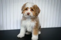 🍫 Twix 🍫, a male Aussiedoodle and Miniature Aussiedoodle for sale in Lansing, MI – 1 of 6