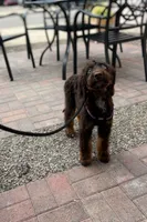 🤎 Mocha 🤎, a female Aussiedoodle and Bernedoodle for sale in Lansing, MI – 8 of 10