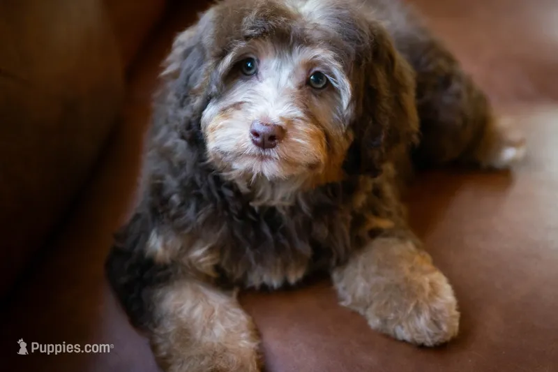 🤎 Kit 🤎 – Aussiedoodle, Miniature Aussiedoodle puppy for sale in Lansing, MI