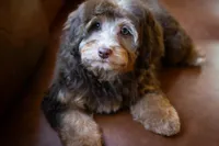 🤎 Kit 🤎, a female Miniature Bernedoodle and Miniature Aussiedoodle for sale in Lansing, MI – 3 of 10