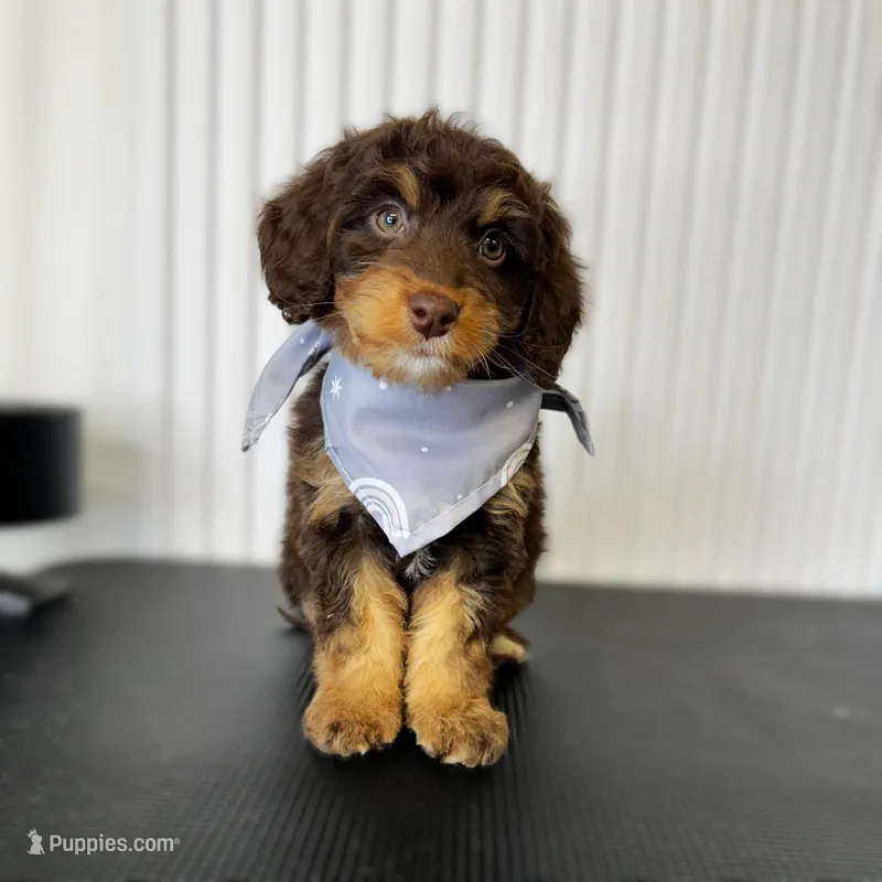 ⭐ PLUTO ⭐ – Miniature Bernedoodle, Miniature Aussiedoodle puppy for sale in Lansing, MI