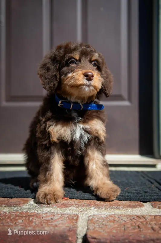 ⭐ PLUTO ⭐ – Miniature Bernedoodle, Miniature Aussiedoodle puppy for sale in Lansing, MI