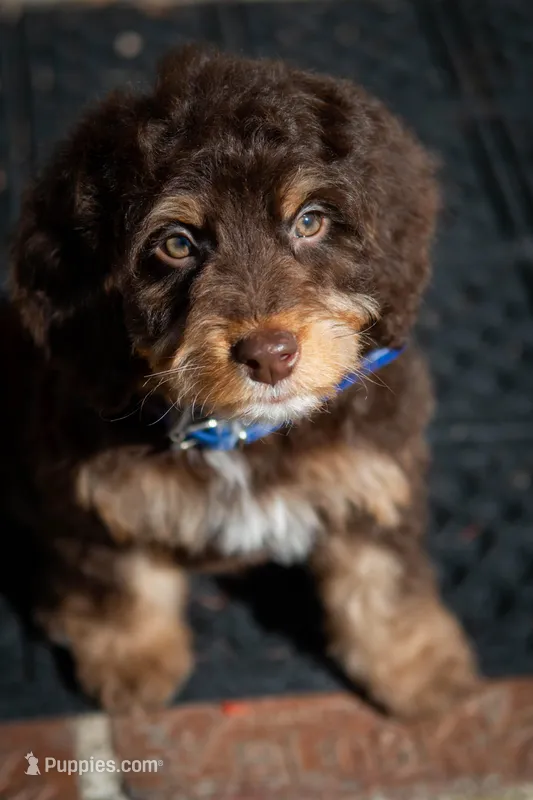 ⭐ PLUTO ⭐ – Miniature Bernedoodle, Miniature Aussiedoodle puppy for sale in Lansing, MI
