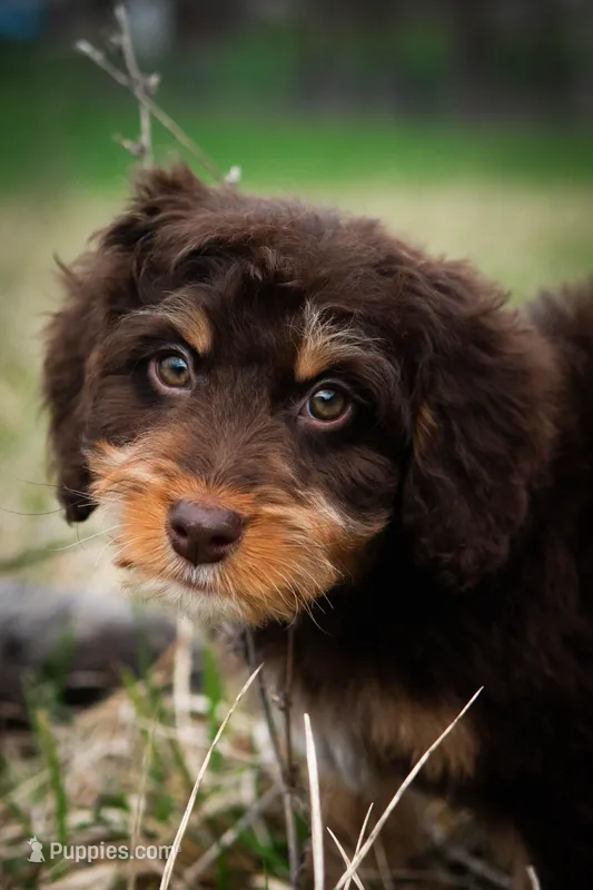 ⭐ PLUTO ⭐ – Miniature Bernedoodle, Miniature Aussiedoodle puppy on hold in Lansing, MI