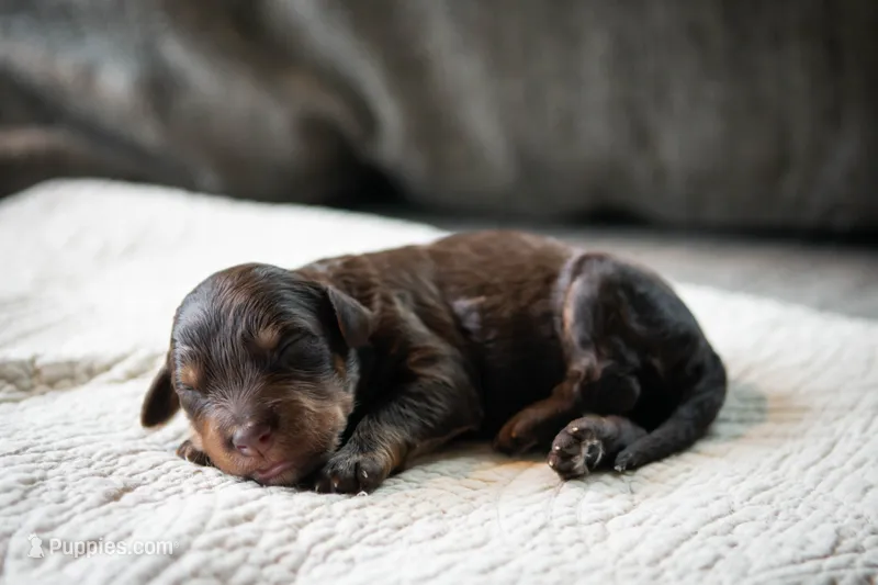Prince – Aussiedoodle, Bernedoodle puppy for sale in Lansing, MI