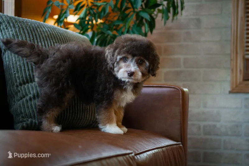 🤎 Snickers 🤎 – Aussiedoodle, Miniature Aussiedoodle puppy for sale in Lansing, MI