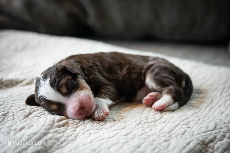 Janis – Aussiedoodle, Bernedoodle puppy for sale in Lansing, MI