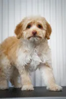 🍫 Reeses 🍫, a female Aussiedoodle and Miniature Aussiedoodle for sale in Lansing, MI – 5 of 5