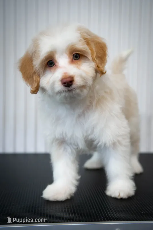 🍫 Heath 🍫 – Aussiedoodle, Miniature Aussiedoodle puppy for sale in Lansing, MI