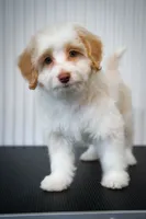 🍫 Heath 🍫, a male Aussiedoodle and Miniature Aussiedoodle for sale in Lansing, MI – 1 of 5