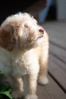 🍫 Reeses 🍫, a female Aussiedoodle and Miniature Aussiedoodle for sale in Lansing, MI – 2 of 5