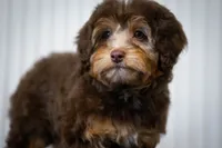 🍫 Kit 🍫, a female Aussiedoodle and Miniature Aussiedoodle for sale in Lansing, MI – 3 of 6