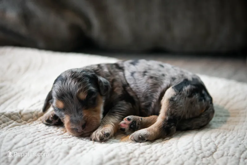 Selena – Aussiedoodle, Bernedoodle puppy for sale in Lansing, MI