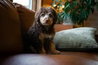 🤎 Kat 🤎, a female Miniature Bernedoodle and Miniature Aussiedoodle for sale in Lansing, MI – 5 of 9
