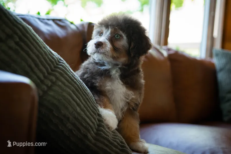 🤎 Snickers 🤎 – Aussiedoodle, Miniature Aussiedoodle puppy for sale in Lansing, MI