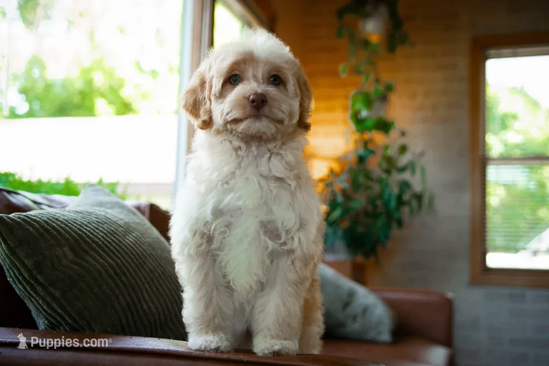 🤎 Reeses 🤎 – Aussiedoodle, Miniature Aussiedoodle puppy for sale in Lansing, MI