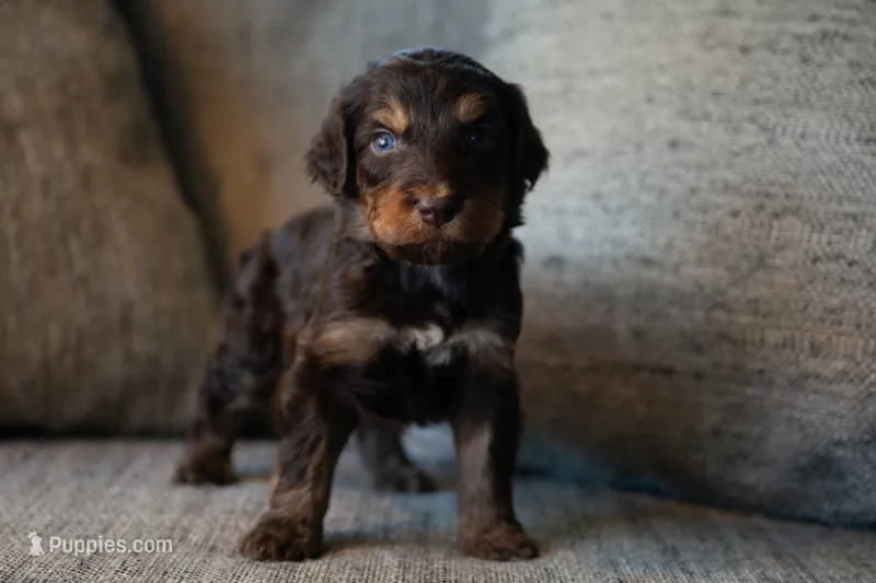 Prince – Aussiedoodle, Bernedoodle puppy for sale in Lansing, MI