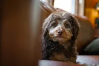 🤎 Kat 🤎, a female Miniature Bernedoodle and Miniature Aussiedoodle for sale in Lansing, MI – 2 of 9