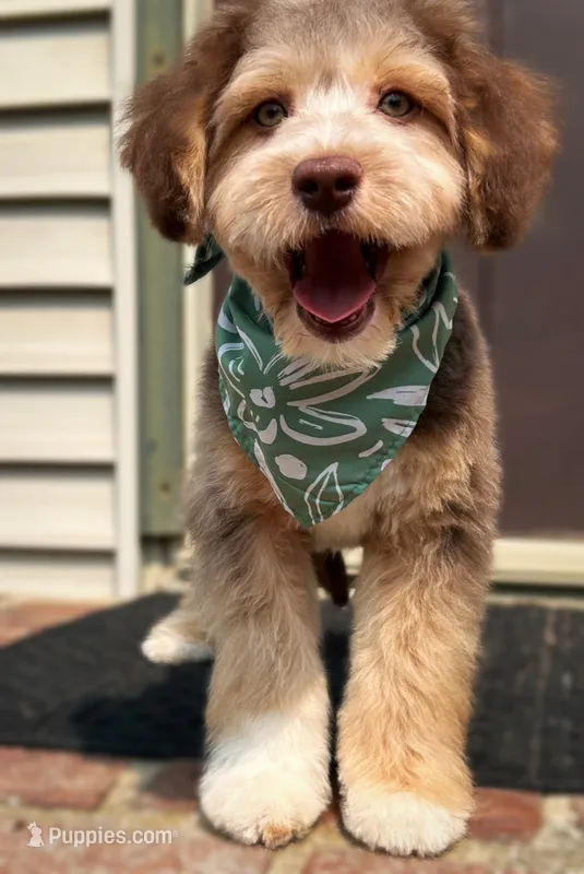 ❤️ Snickers ❤️ – Miniature Bernedoodle, Miniature Aussiedoodle puppy for sale in Lansing, MI