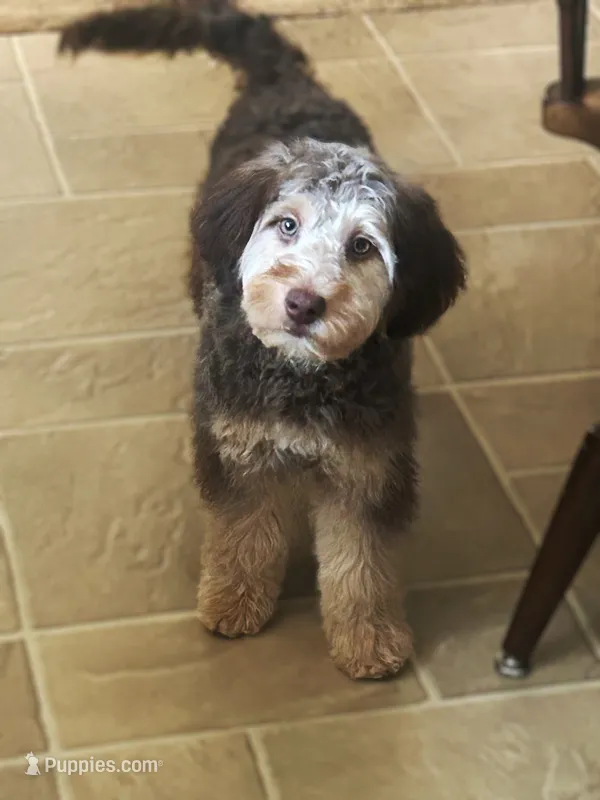 ❤️ Kat ❤️ – Miniature Bernedoodle, Miniature Aussiedoodle puppy for sale in Lansing, MI