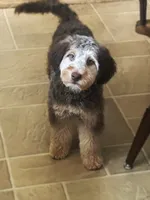 ❤️ Kat ❤️, a female Miniature Bernedoodle and Miniature Aussiedoodle for sale in Lansing, MI – 1 of 9