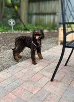 🤎 Mocha 🤎, a female Aussiedoodle and Bernedoodle for sale in Lansing, MI – 9 of 10