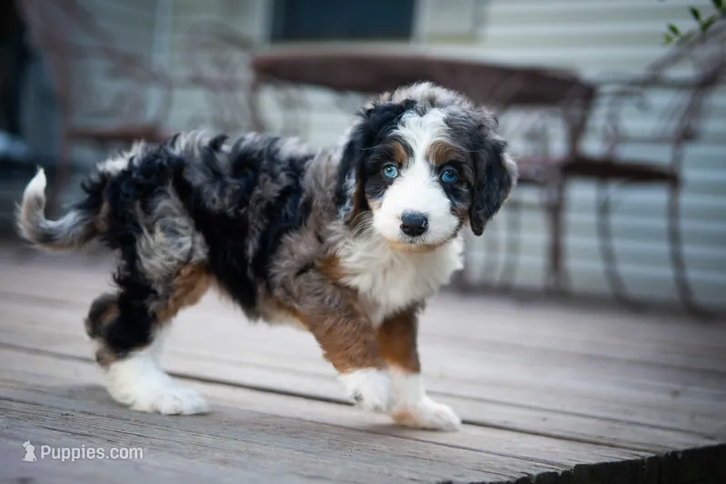 🌿 Artemis  🌿 – Aussiedoodle, Bernedoodle puppy for sale in Lansing, MI