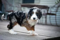 🌿 Artemis  🌿, a female Aussiedoodle and Bernedoodle for sale in Lansing, MI – 2 of 2