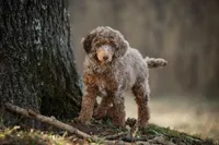🧡🤍🤎PROVEN AKC STUD 🤎🤍🧡, a male Poodle - Miniature  and Poodle - Standard  for sale in Lansing, MI – Photo 3 of 10