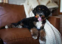 🧡🤍🤎PROVEN AKC STUD 🤎🤍🧡, a male Poodle - Miniature  and Poodle - Standard  for sale in Lansing, MI – Photo 10 of 10