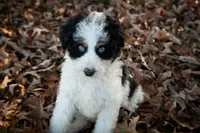 🧡🤍🤎PROVEN AKC STUD 🤎🤍🧡, a male Poodle - Miniature  and Poodle - Standard  for sale in Lansing, MI – Photo 8 of 10