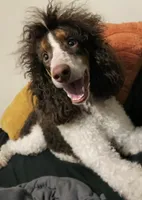 🧡🤍🤎PROVEN AKC STUD 🤎🤍🧡, a male Poodle - Miniature  and Poodle - Standard  for sale in Lansing, MI – Photo 2 of 10