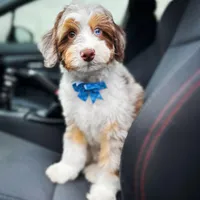 🧡🤍🤎PROVEN AKC STUD 🤎🤍🧡, a male Poodle - Miniature  and Poodle - Standard  for sale in Lansing, MI – Photo 9 of 10