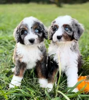 🧡🤍🤎PROVEN AKC STUD 🤎🤍🧡, a male Poodle - Miniature  and Poodle - Standard  for sale in Lansing, MI – Photo 4 of 10