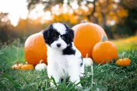🪄 Magic 🪄, a female Aussiedoodle and Bernedoodle for sale in Lansing, MI – Photo 4 of 5